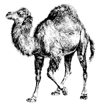 camel